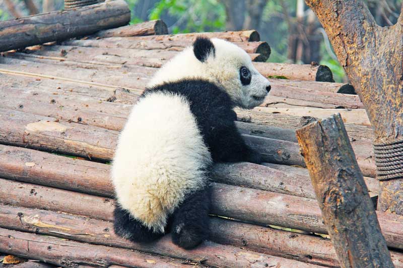 panda cina